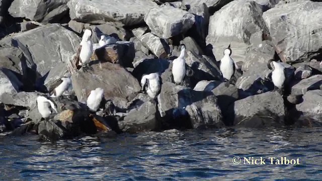 Black-faced Cormorant - ML201742331