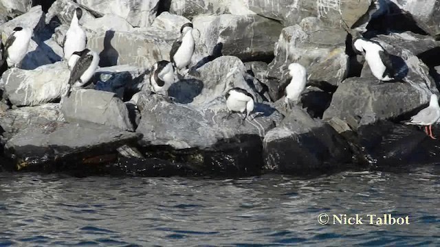 Black-faced Cormorant - ML201742341