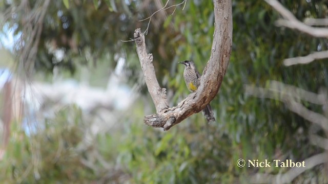 Red Wattlebird - ML201742351