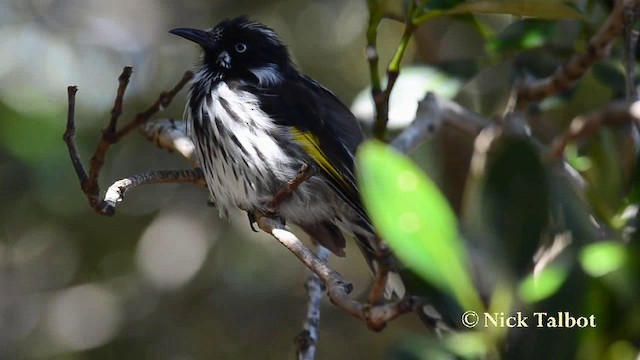 New Holland Honeyeater - ML201742391