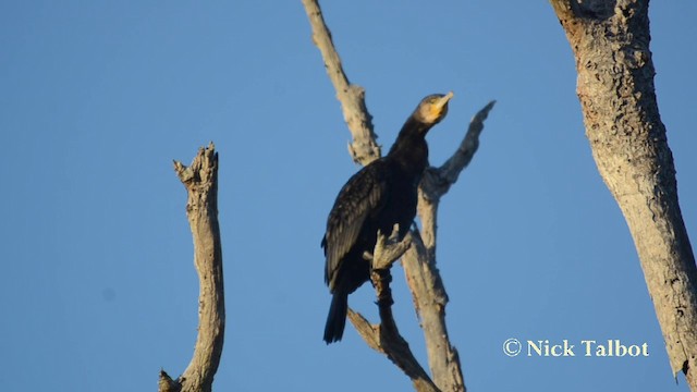 kormorán velký (ssp. novaehollandiae) - ML201742411