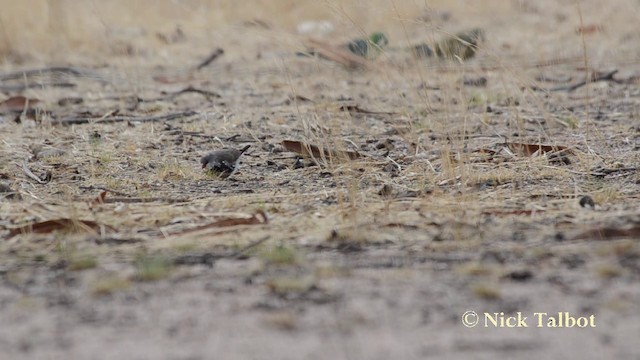 オオキンカチョウ - ML201742461