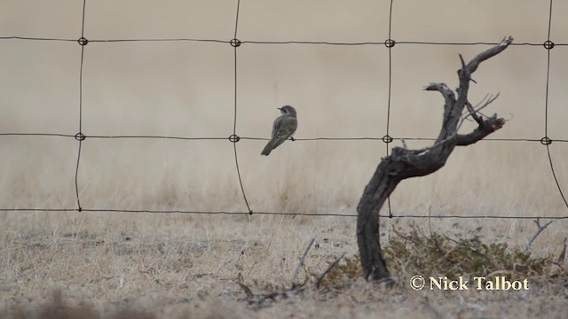 Horsfield's Bronze-Cuckoo - ML201742471