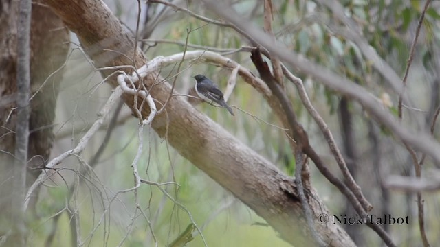 Restless Flycatcher - ML201742481