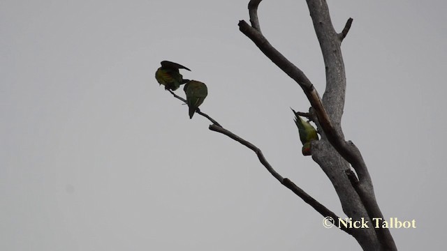 ヒメジャコウインコ - ML201742491