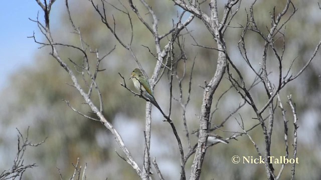 Rainbow Bee-eater - ML201742501