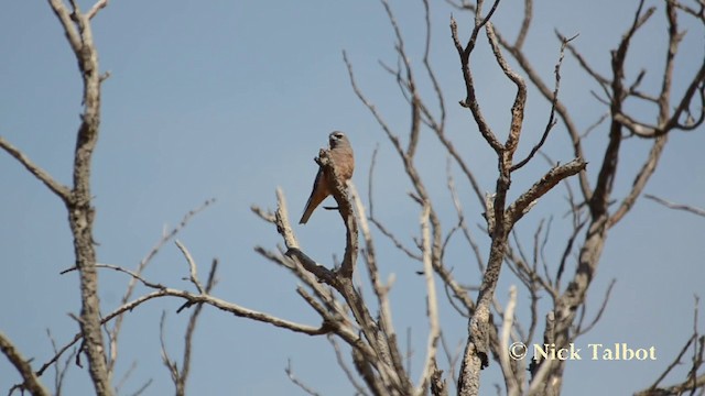 White-browed Woodswallow - ML201742511