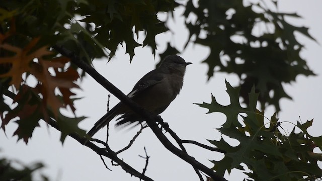 Northern Mockingbird - ML201742521