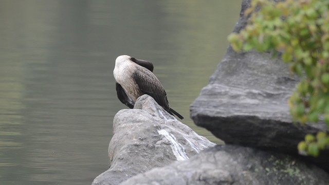 Double-crested Cormorant - ML201742541