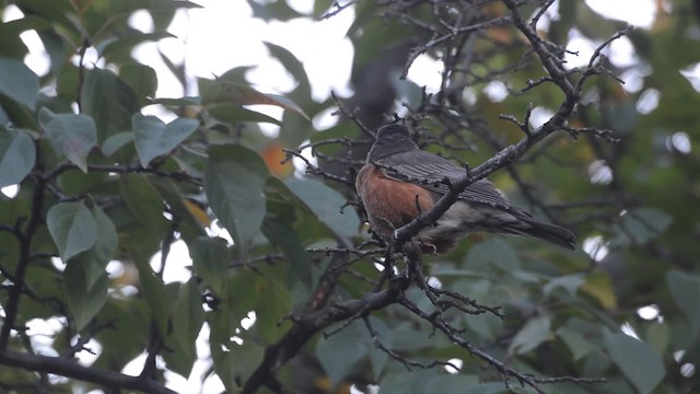 American Robin - ML201742561