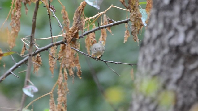 Ruby-crowned Kinglet - ML201742581