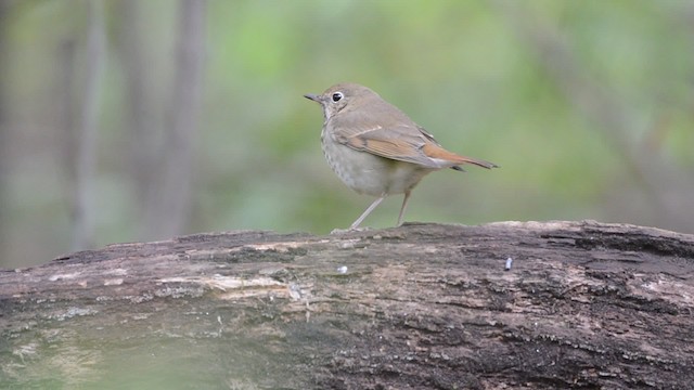 Hermit Thrush - ML201742591