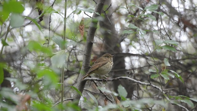 Hermit Thrush - ML201742601