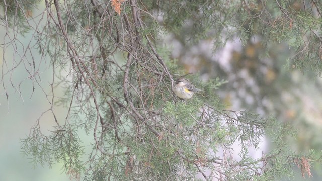 キヅタアメリカムシクイ（coronata） - ML201742621