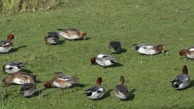 Eurasian Wigeon - ML201742711