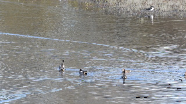 Green-winged Teal (Eurasian) - ML201742721