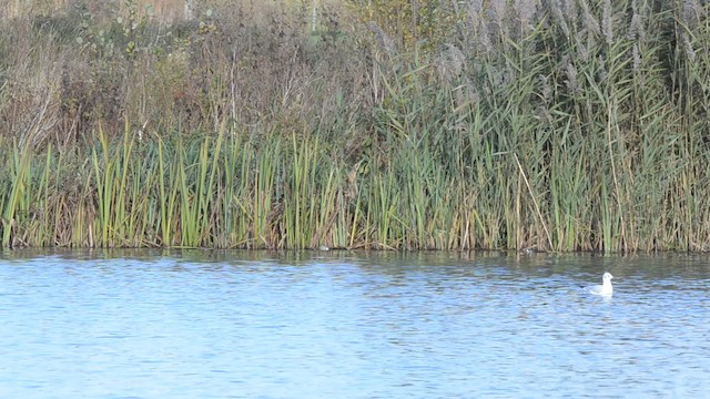 Great Bittern - ML201742731