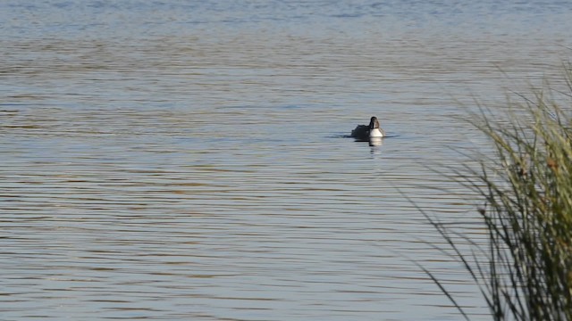 Northern Pintail - ML201742741