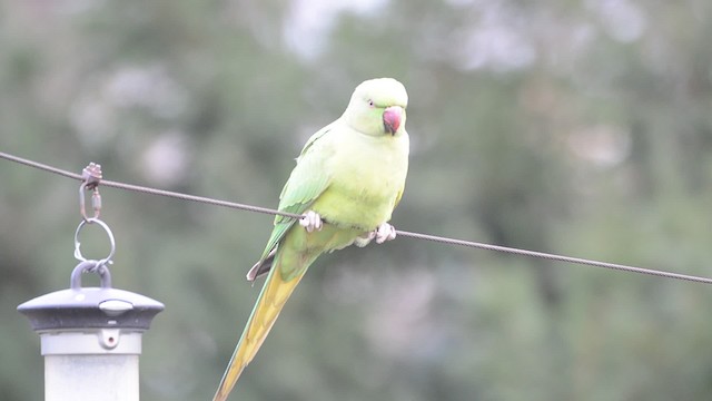 Rose-ringed Parakeet - ML201742831