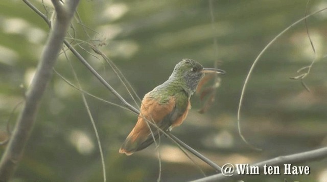 kolibřík Amazilin [skupina dumerilii] - ML201742881
