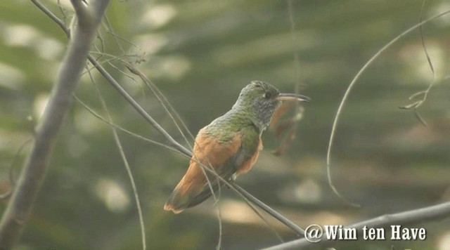 Amazilia Hummingbird (White-throated) - ML201742881