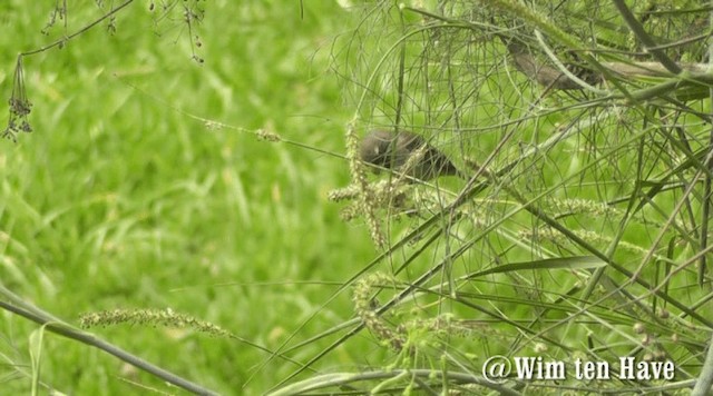 Parrot-billed Seedeater - ML201742891