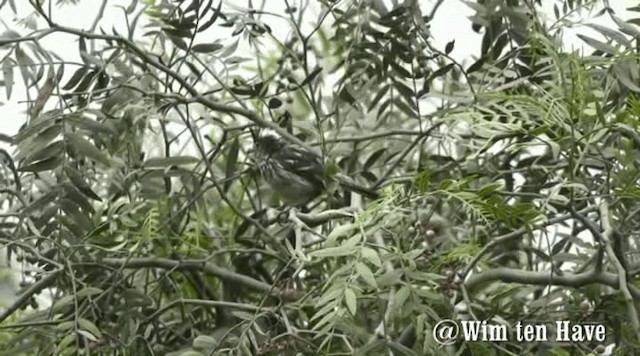 Pied-crested Tit-Tyrant - ML201742901