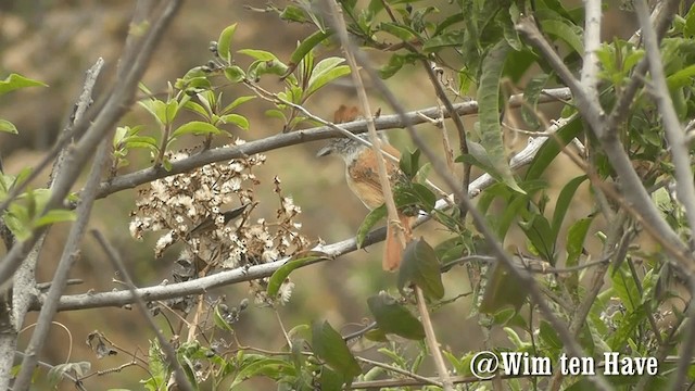 Chapman's Antshrike - ML201742941