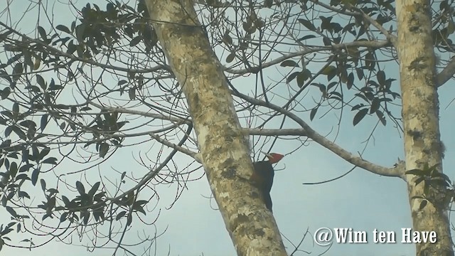 Red-necked Woodpecker - ML201742951