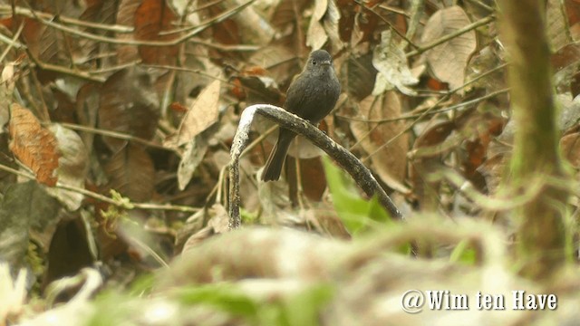 Blackish Pewee - ML201742971