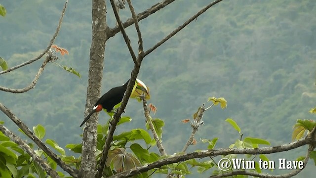 Keel-billed Toucan - ML201743011