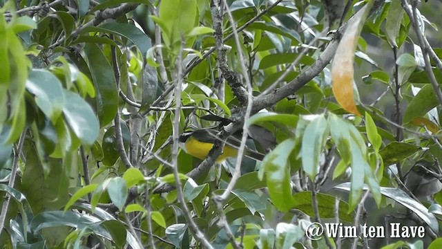 Lesser Kiskadee - ML201743061