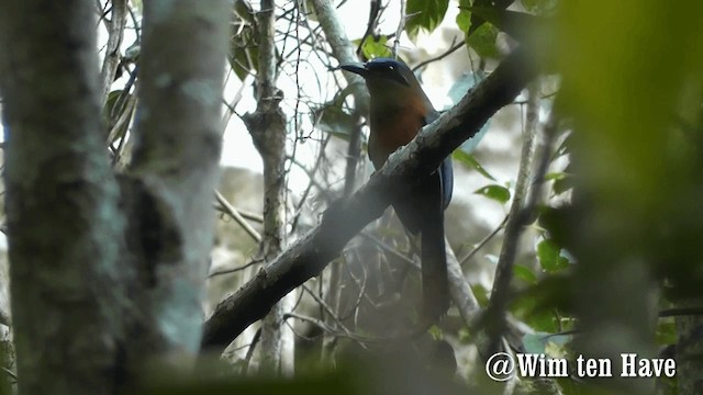 Amazonian Motmot - ML201743091