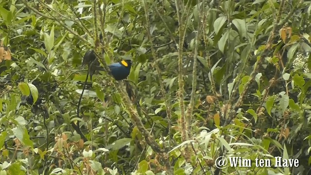 Yellow-scarfed Tanager - ML201743101
