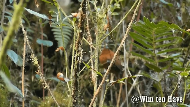 Rufous Spinetail - ML201743111