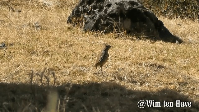 Stripe-headed Antpitta - ML201743121