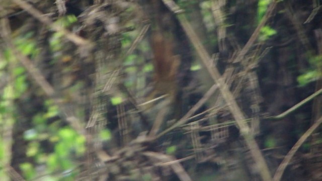 Rufous-tailed Antbird - ML201743141