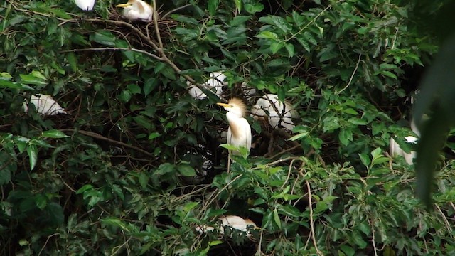 Western Cattle Egret - ML201743181