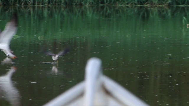 Black Skimmer - ML201743191