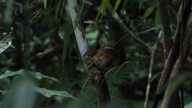 Rufous Gnateater - ML201743201