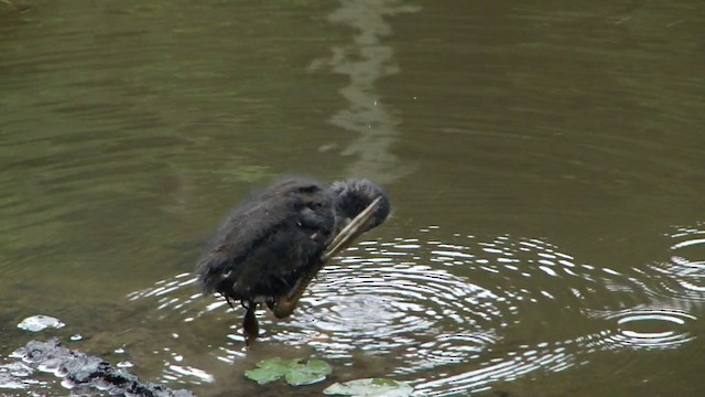 Common Gallinule (American) - ML201743211