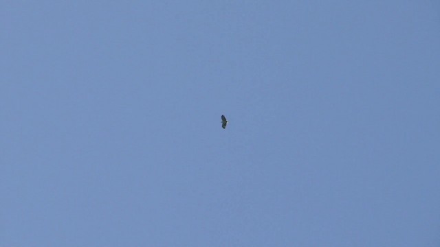 シロエリノスリ - ML201743221