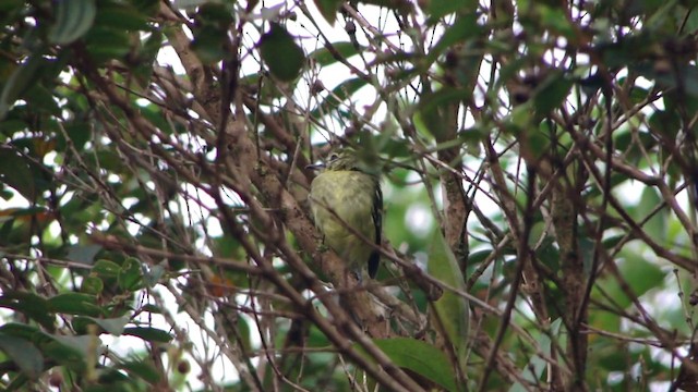 Restinga Tyrannulet - ML201743241