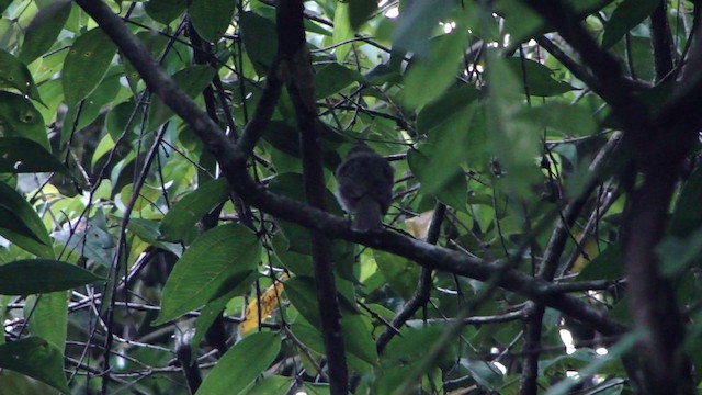 Pale-bellied Tyrant-Manakin - ML201743321