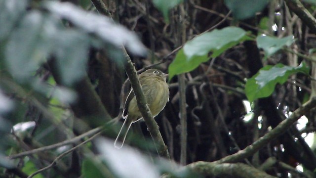 Eye-ringed Tody-Tyrant - ML201743371