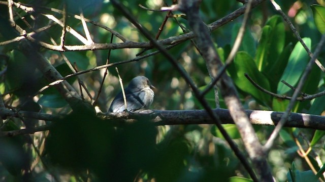 Bicolored Conebill - ML201743421