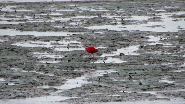 Scarlet Ibis - ML201743441