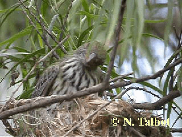 Olive-backed Oriole - ML201743601