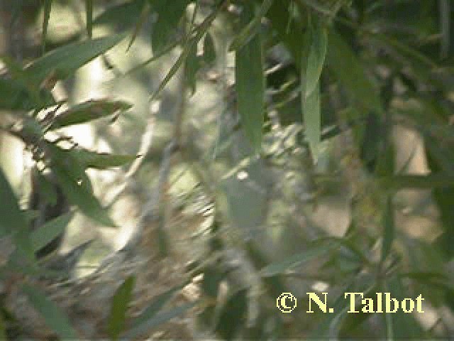 Striped Honeyeater - ML201743611