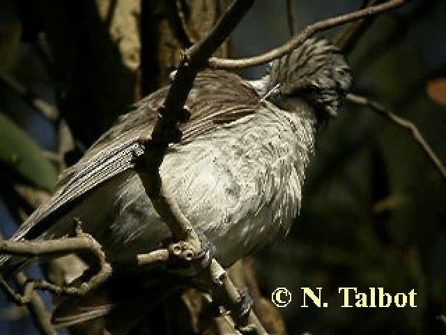 Striped Honeyeater - ML201743631